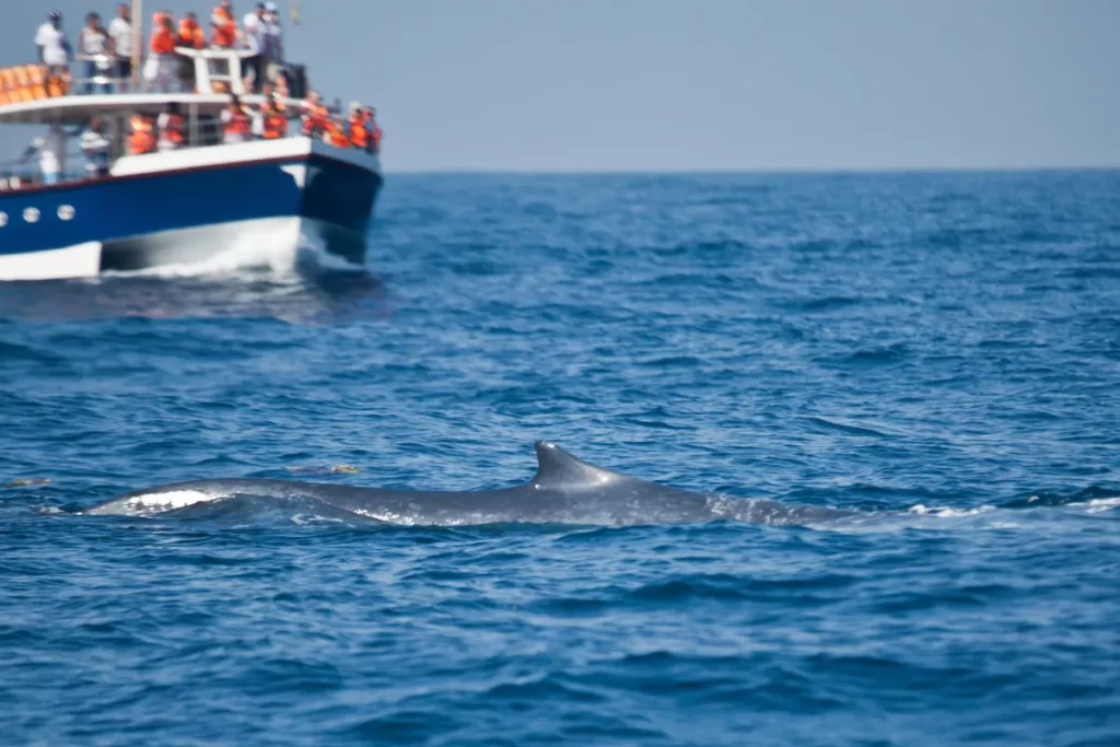 Ethical Whale Watching