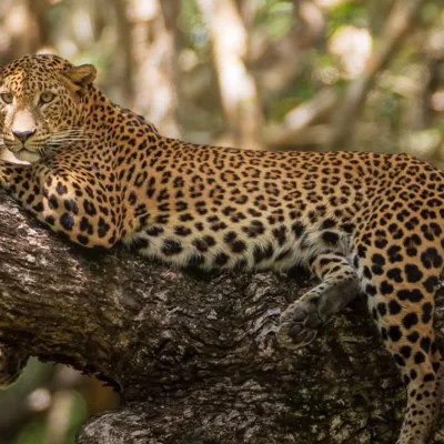 Sri Lankan Leopard In WIlpattu