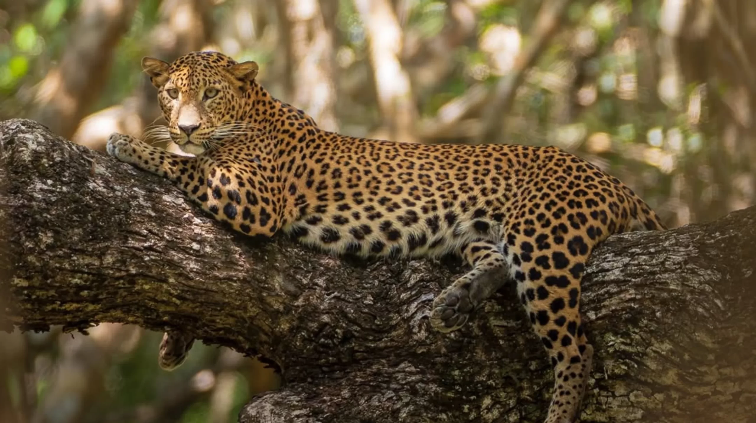 Sri Lankan Leopard In WIlpattu