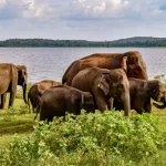 Udawalawe National Park