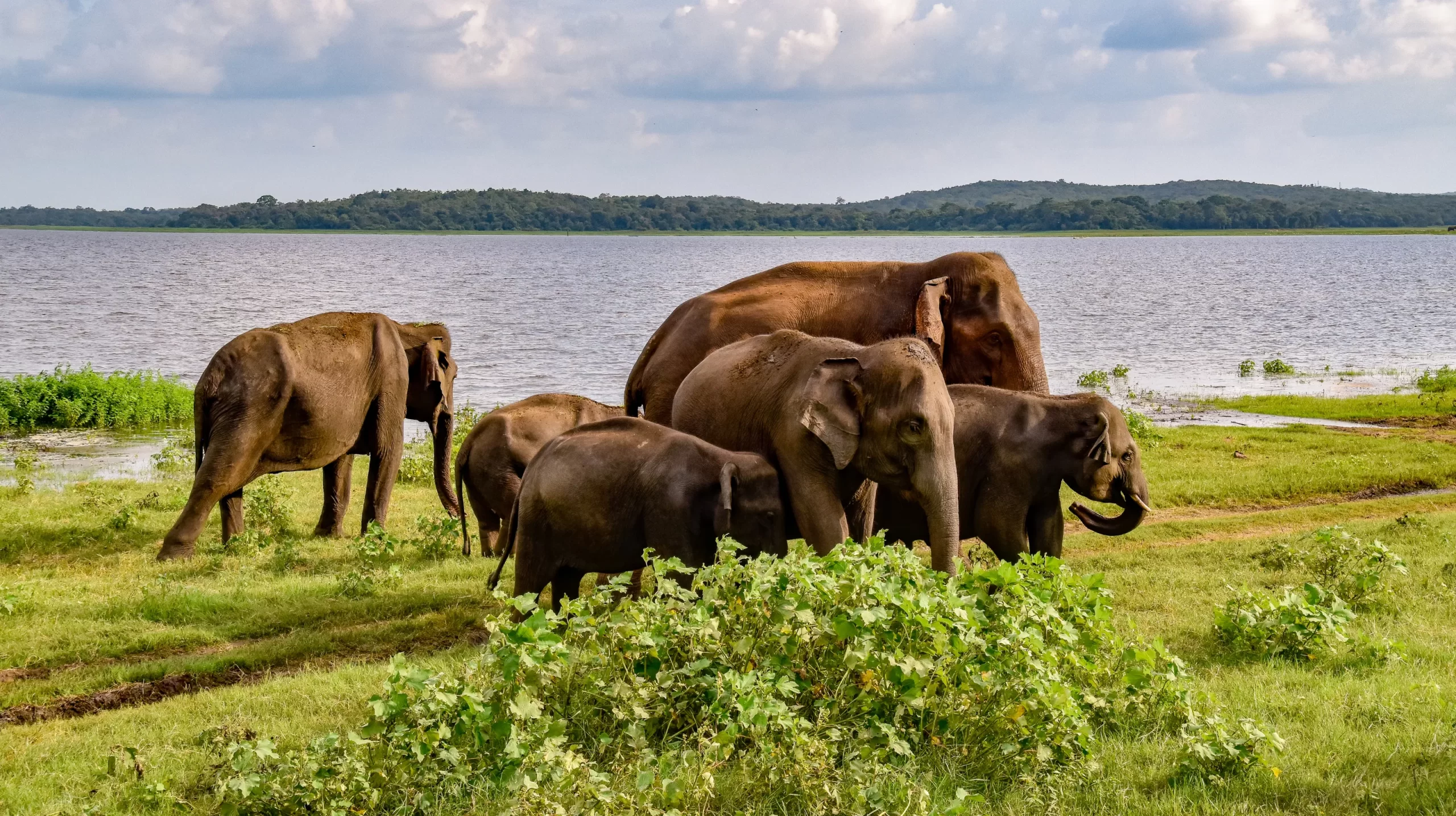 Udawalawe National Park