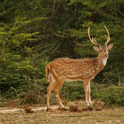 Yala National Park
