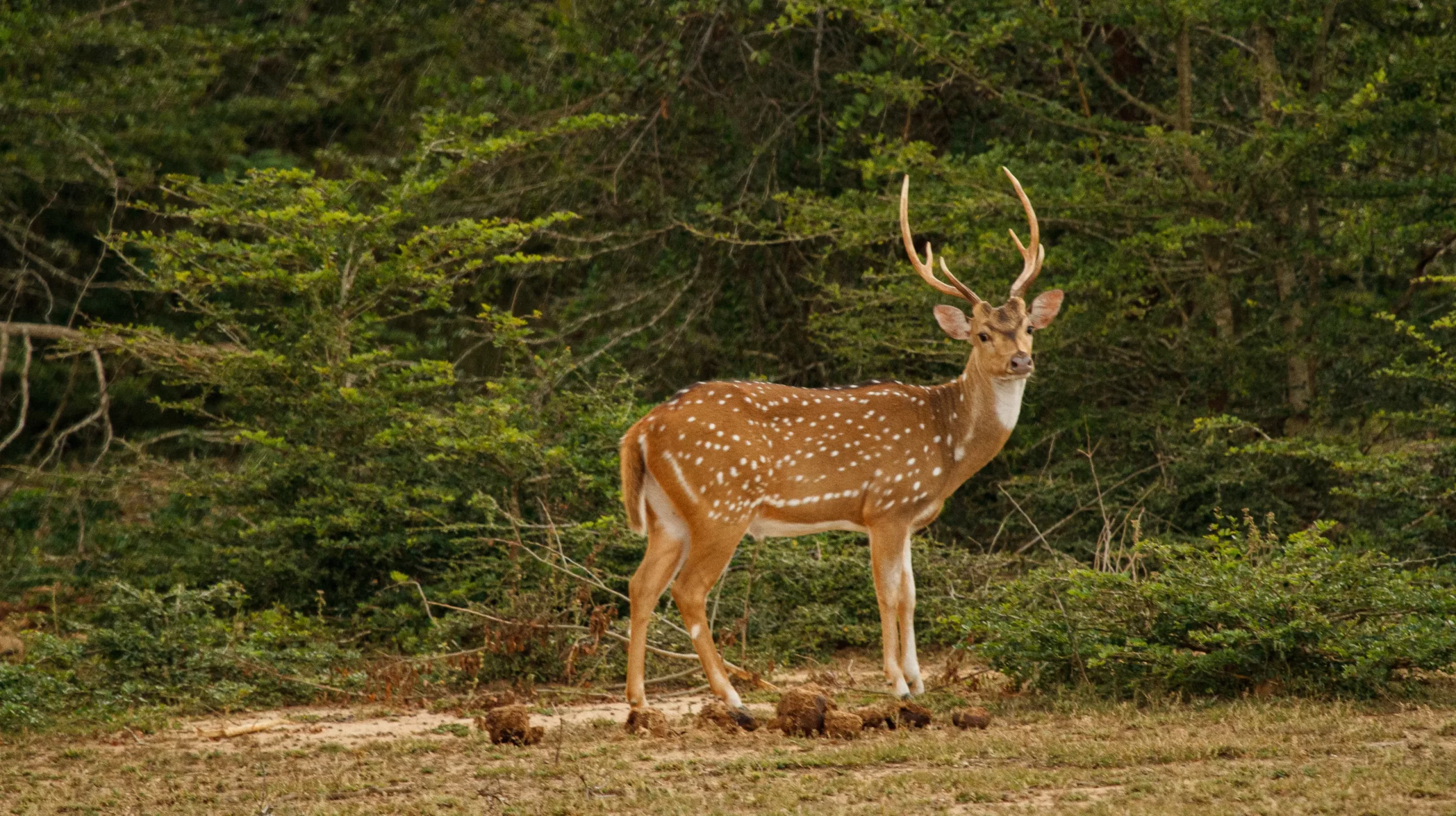 Yala National Park