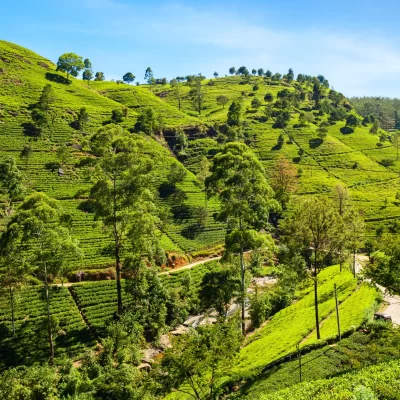 SLHG Hero Image Nuwara Eliya