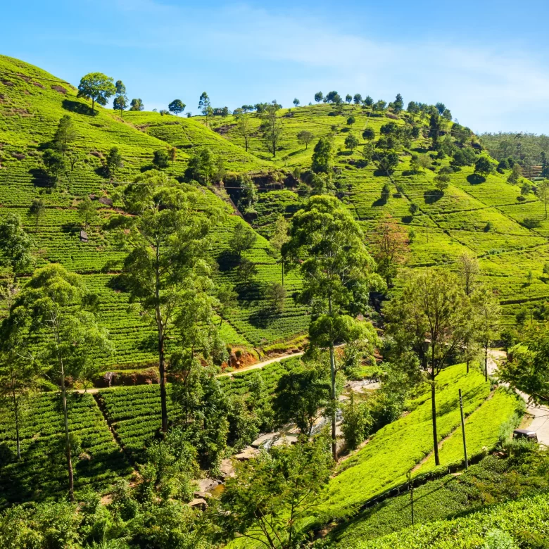 SLHG Hero Image Nuwara Eliya