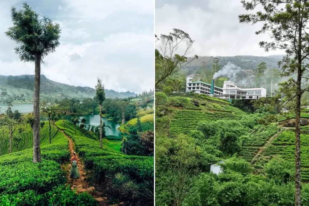 Tea state and Tea Factory in Nuwara Eliya