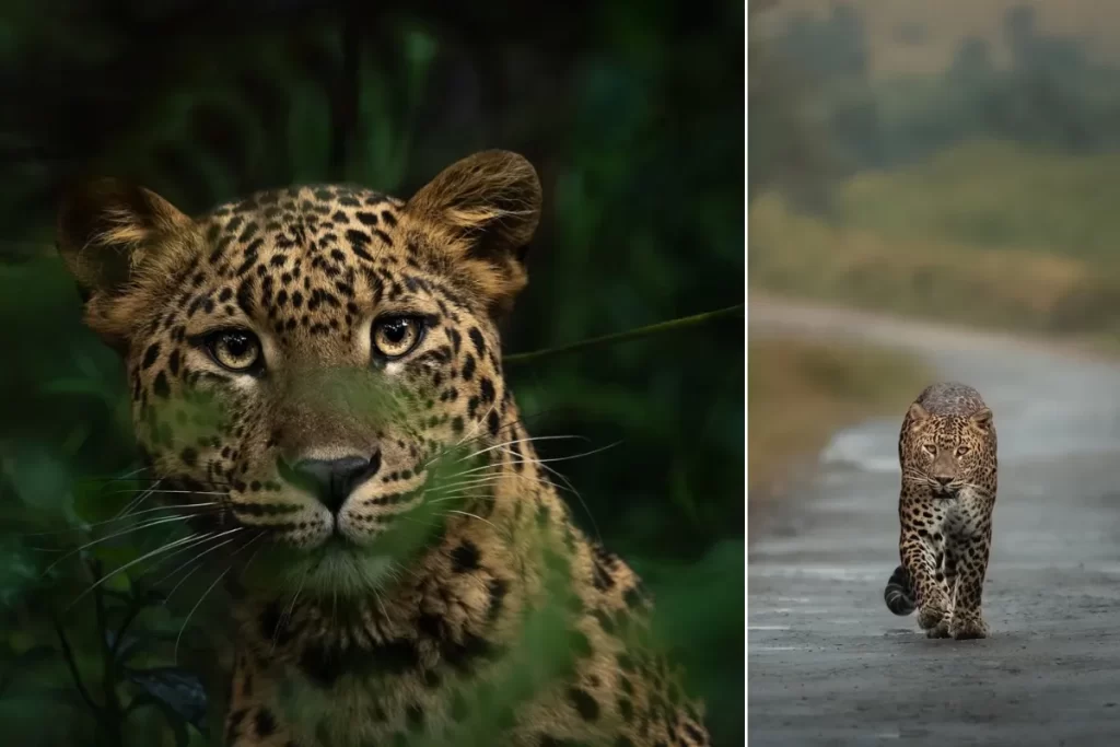 Sri Lankan Leopard in Horton Plains