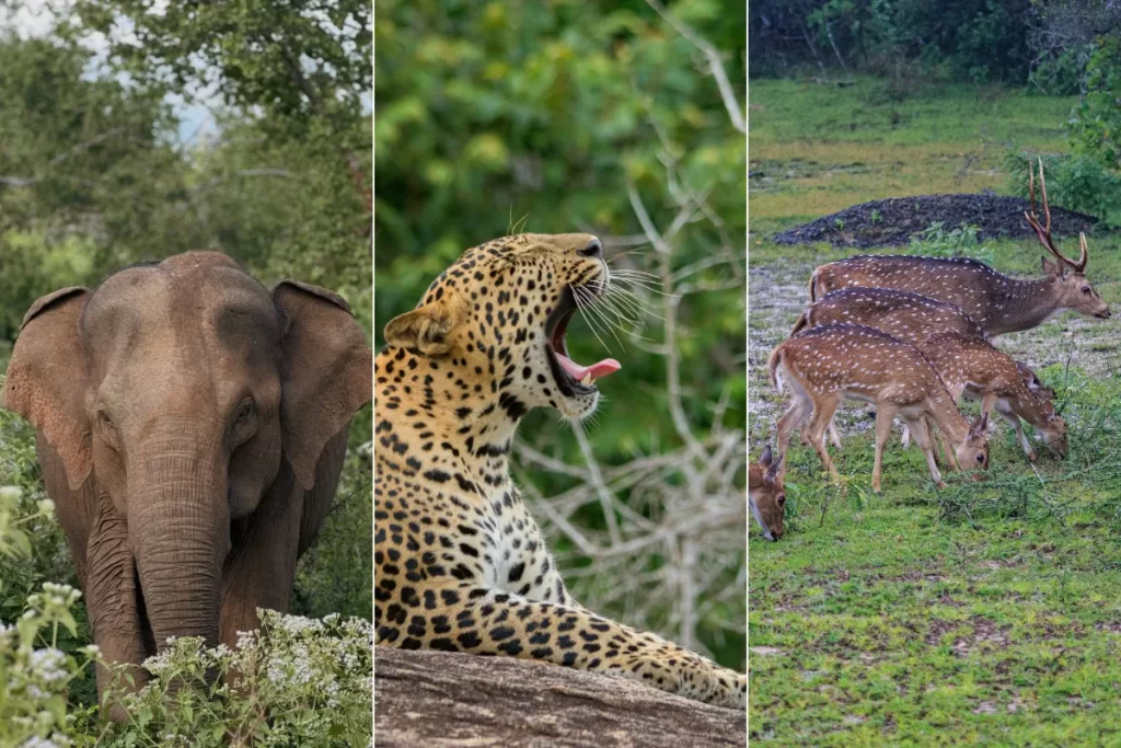 Wild Life In Udawalawe , Yala and Wilpattu
