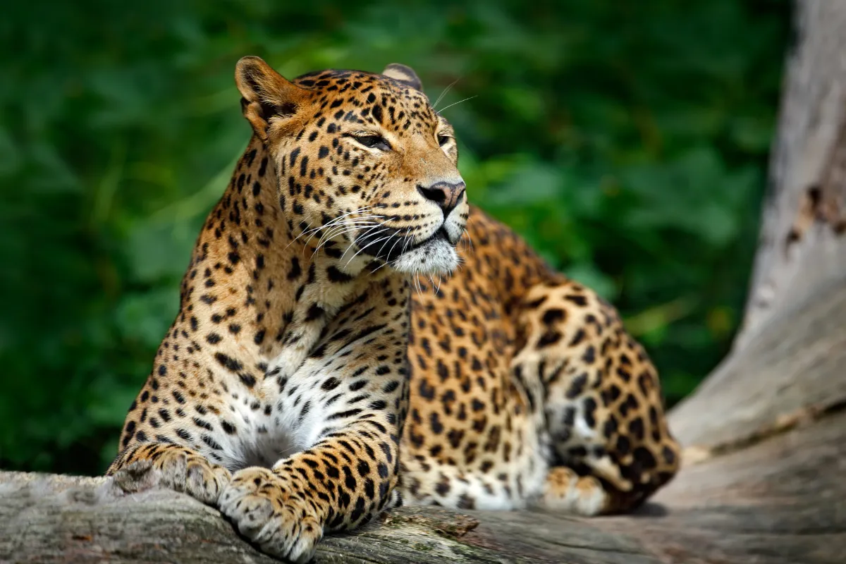 Sri Lanka Leopard