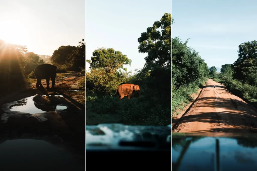 Udawalawe National Park