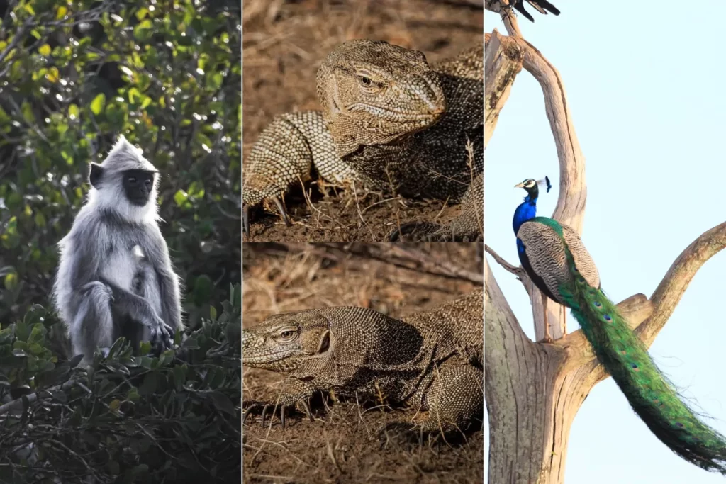 Wild Life In Udawalawe (Monkey, Monitor and peacock