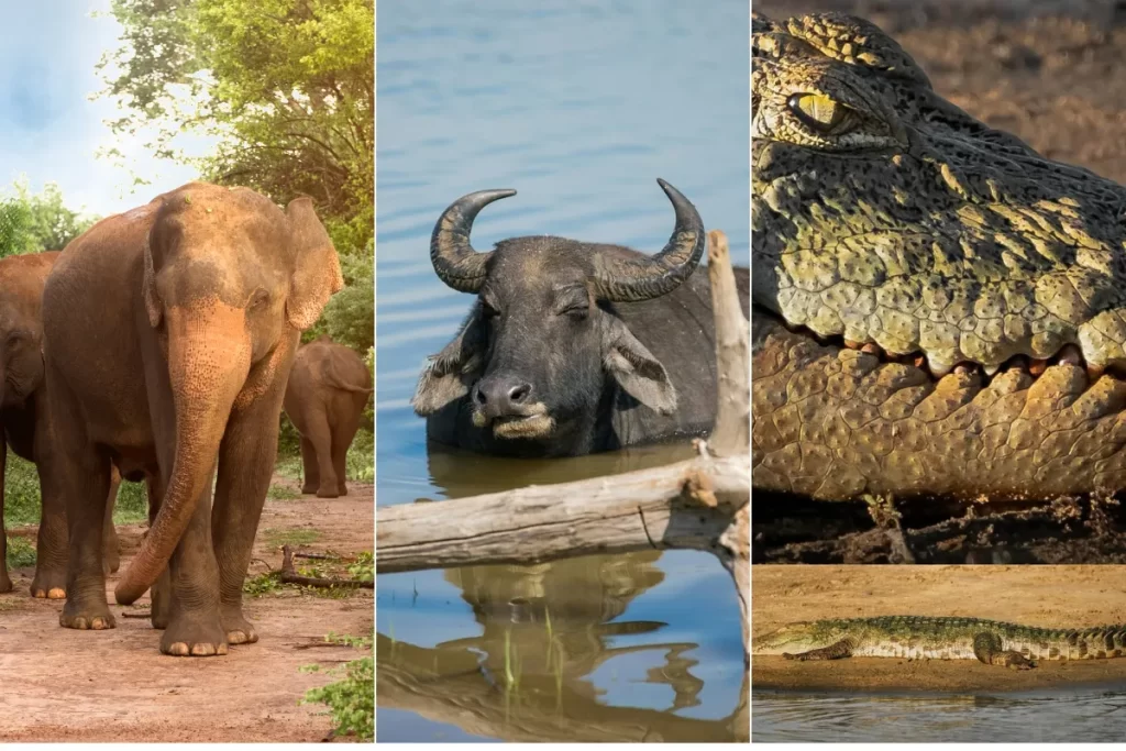 Wild life in Udawalawe (Elephant, water buffalo and crocodile