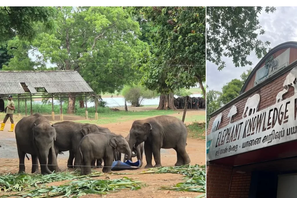 Elephant Transit Home