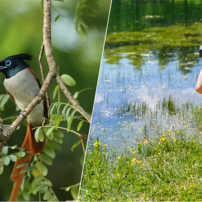 Birdwatching in Sri Lanka