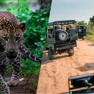 Sri Lankan Leopard and Safari in Sri Lanka