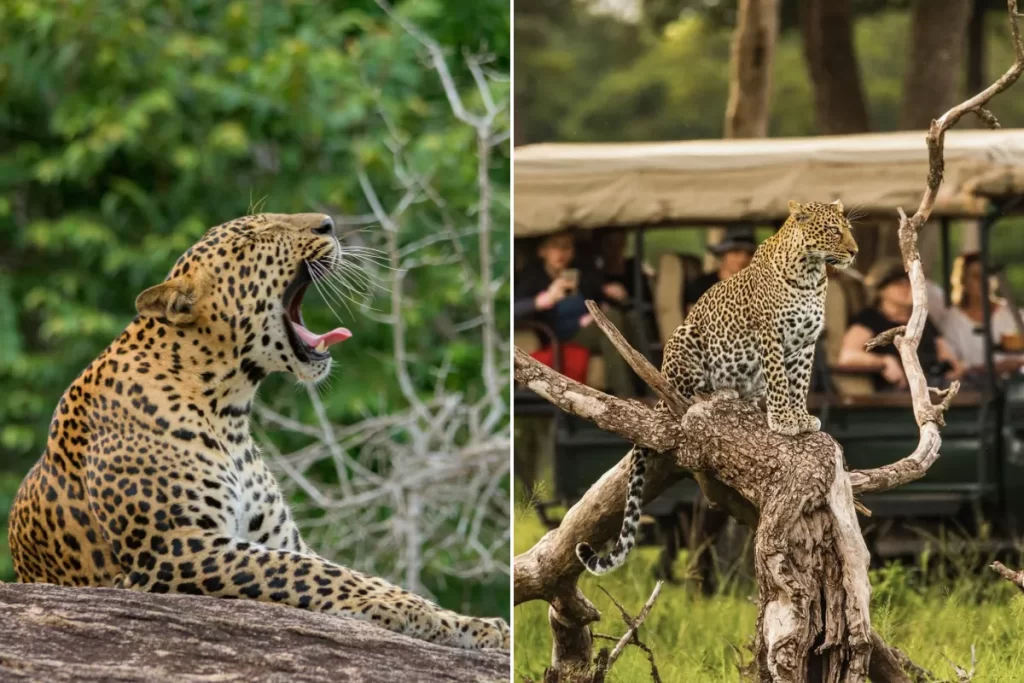 Leopard in Yala National Park