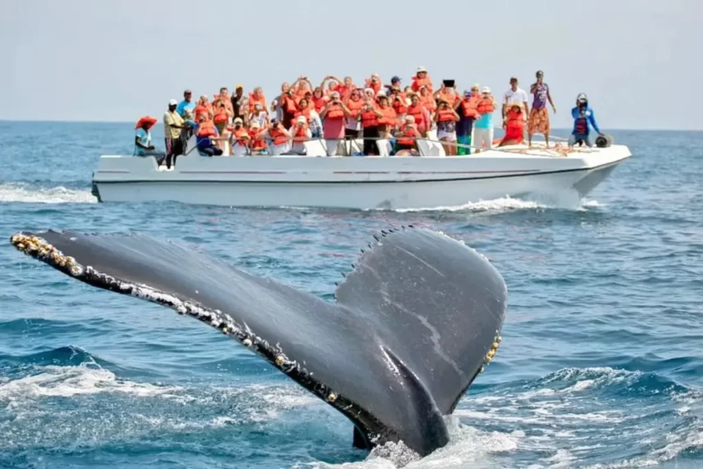 Whale Watching in Mirissa