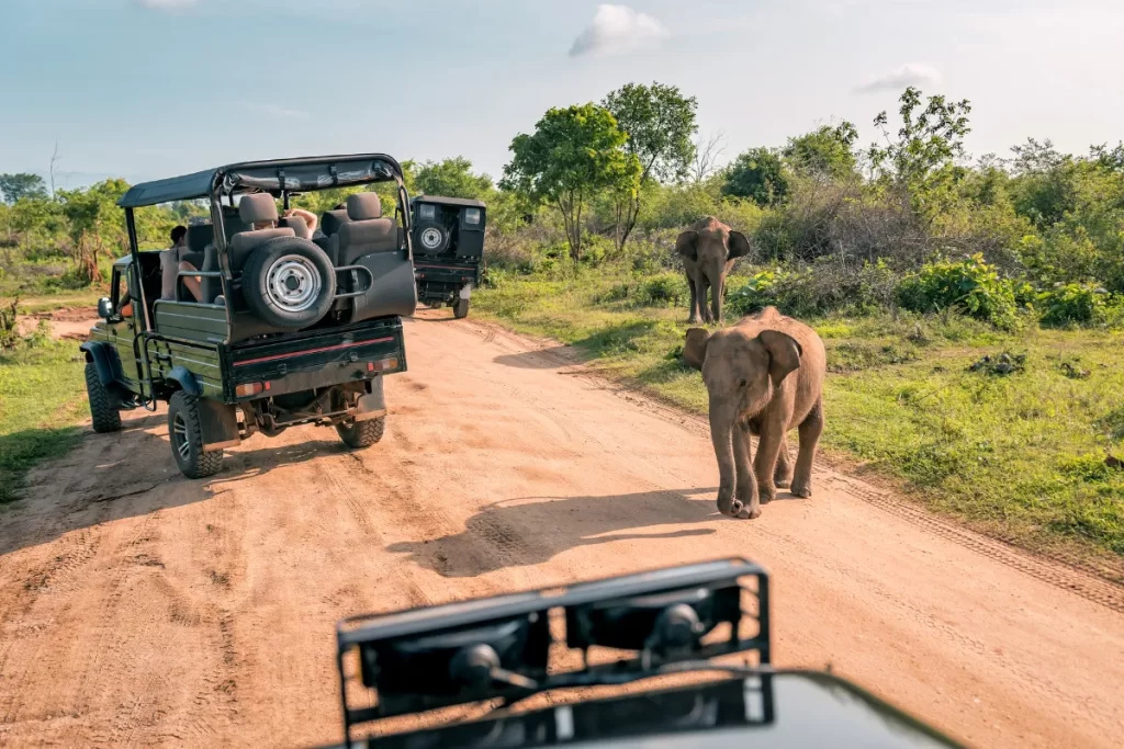 Elephant safari in udawalawe national park