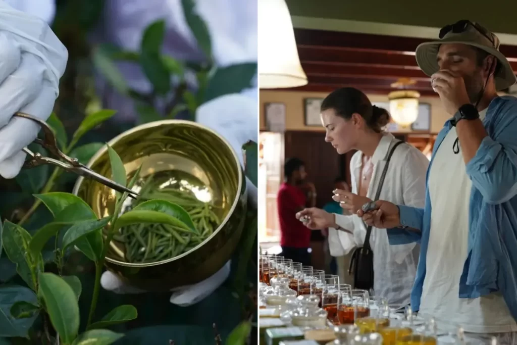 Virgin White Tea Picking and Tasting at Handungoda Herman Tea Factory