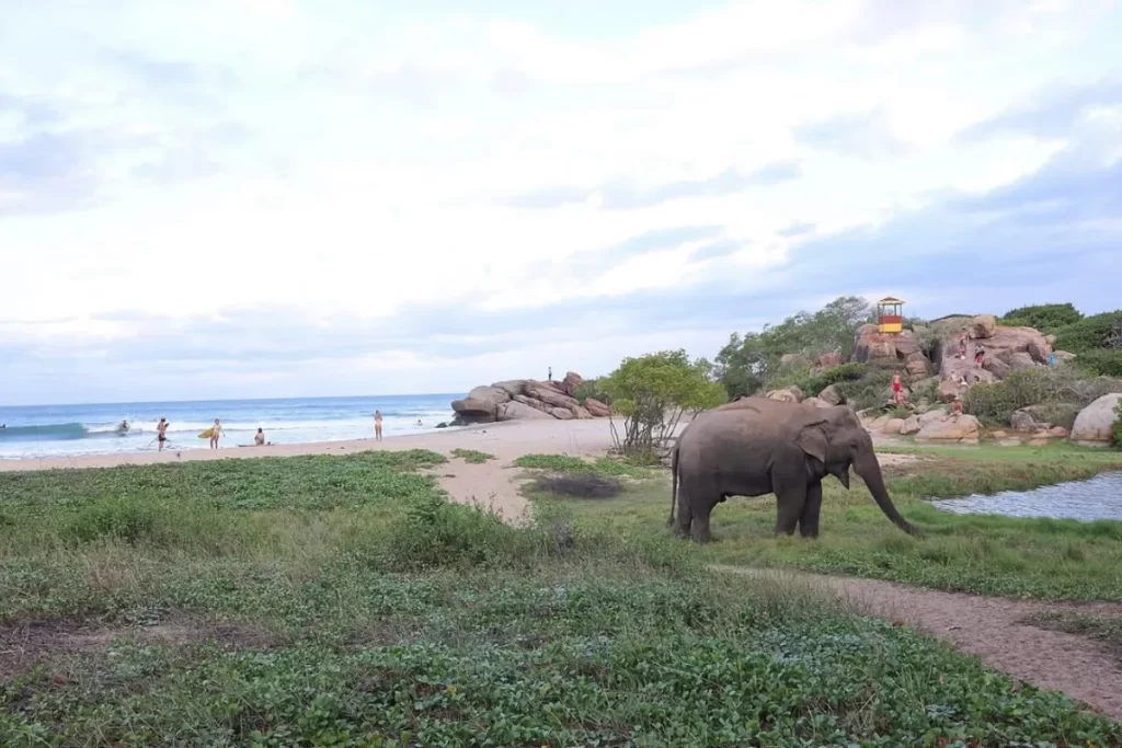 Wild Elephant in Arugambay