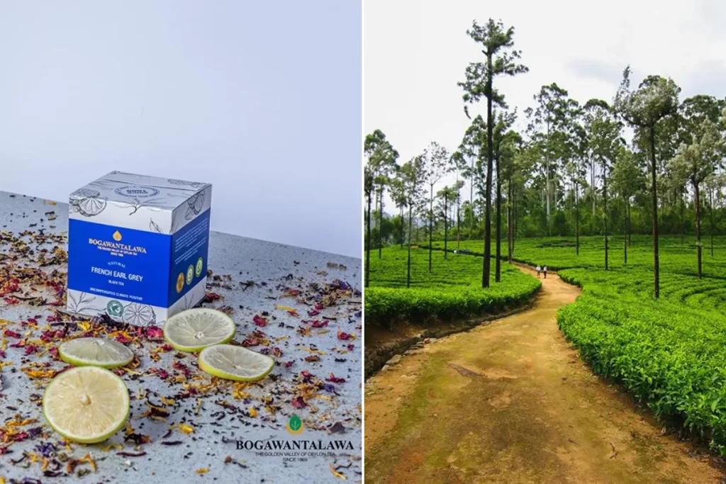 Bogawantalawa French Early Grey Tea and Bogawantalawa Tea Estate