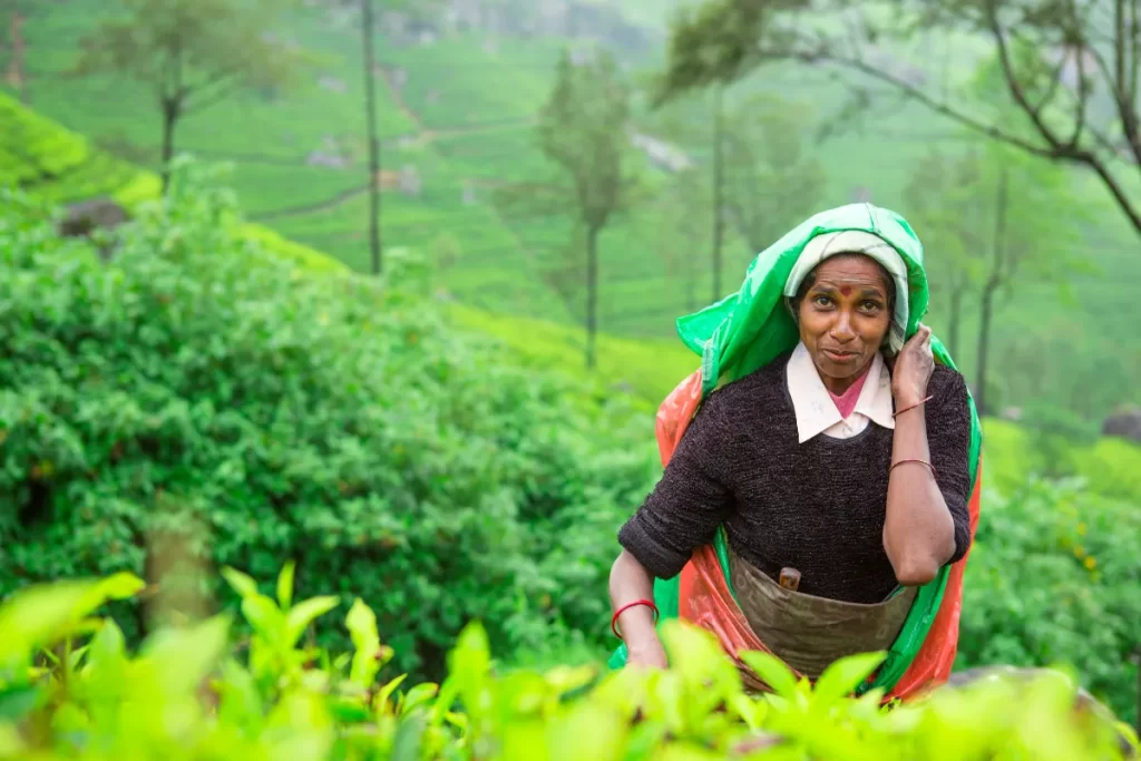 Ceylon Tea Picker