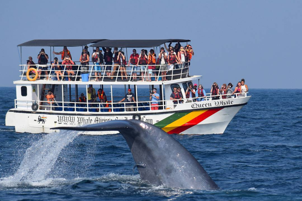 Whale Watching in Sri Lanka