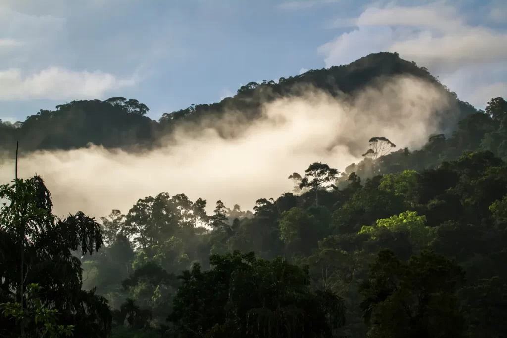 Sunset in Sinharaja rain forest reserve, Sri Lanka