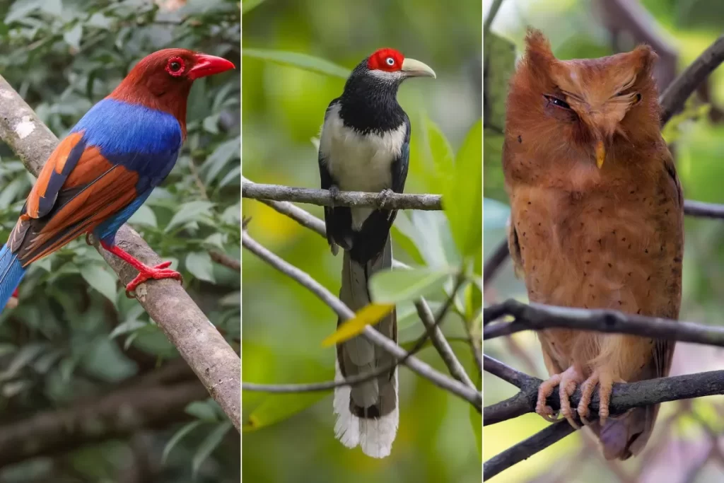 Sri Lanka Blue Magpie, Red-Faced Malkoha and Serendib Scops Owl
