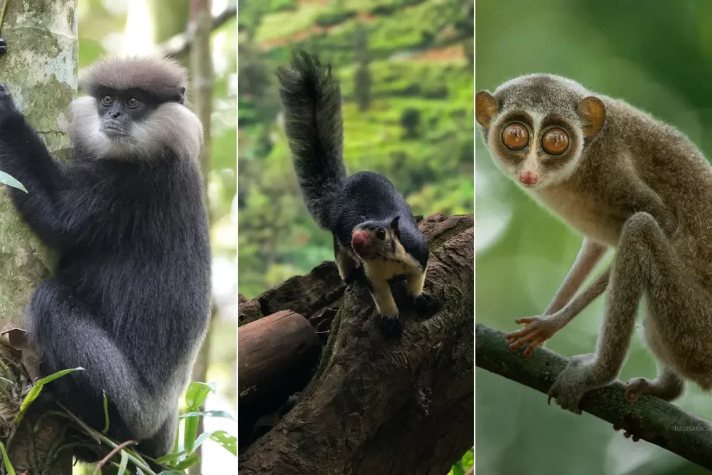 The Purple-faced Langur, the Sri Lankan Giant Squirrel And Red Slender Loris