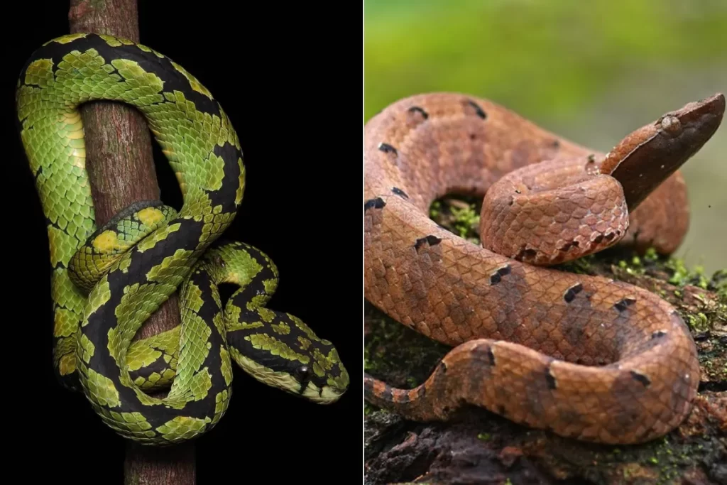 The Green Pit Viper and Hump-nosed Viper