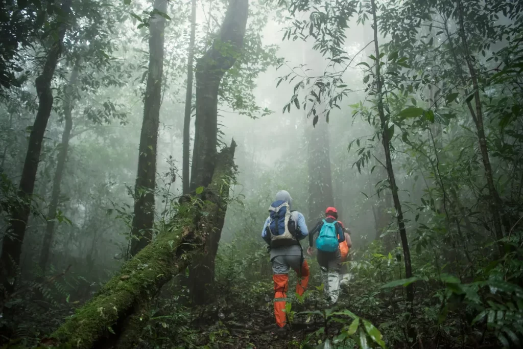 Trekking in Rain Forest