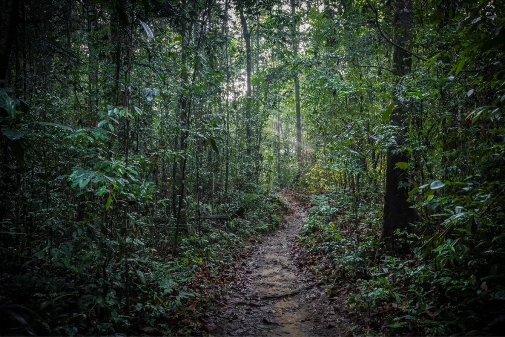 Trekking Path In Sinharaja
