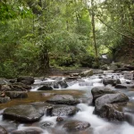 Stream inside Sinharaja rain forest