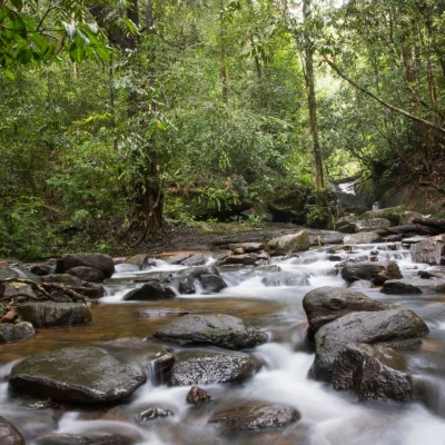 Stream inside Sinharaja rain forest