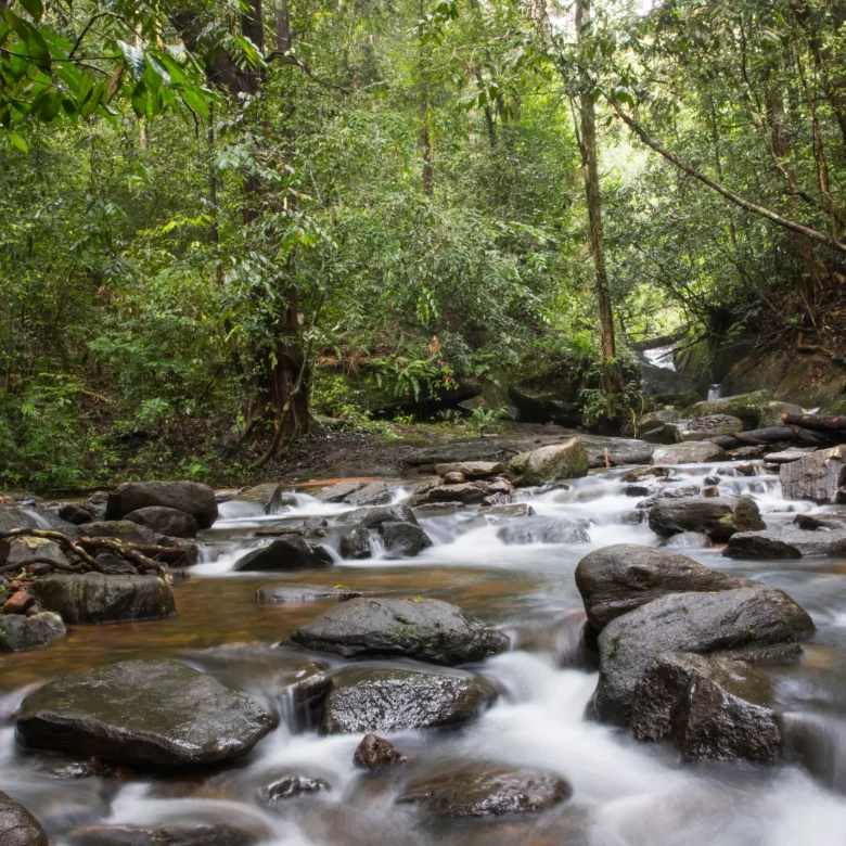 Stream inside Sinharaja rain forest