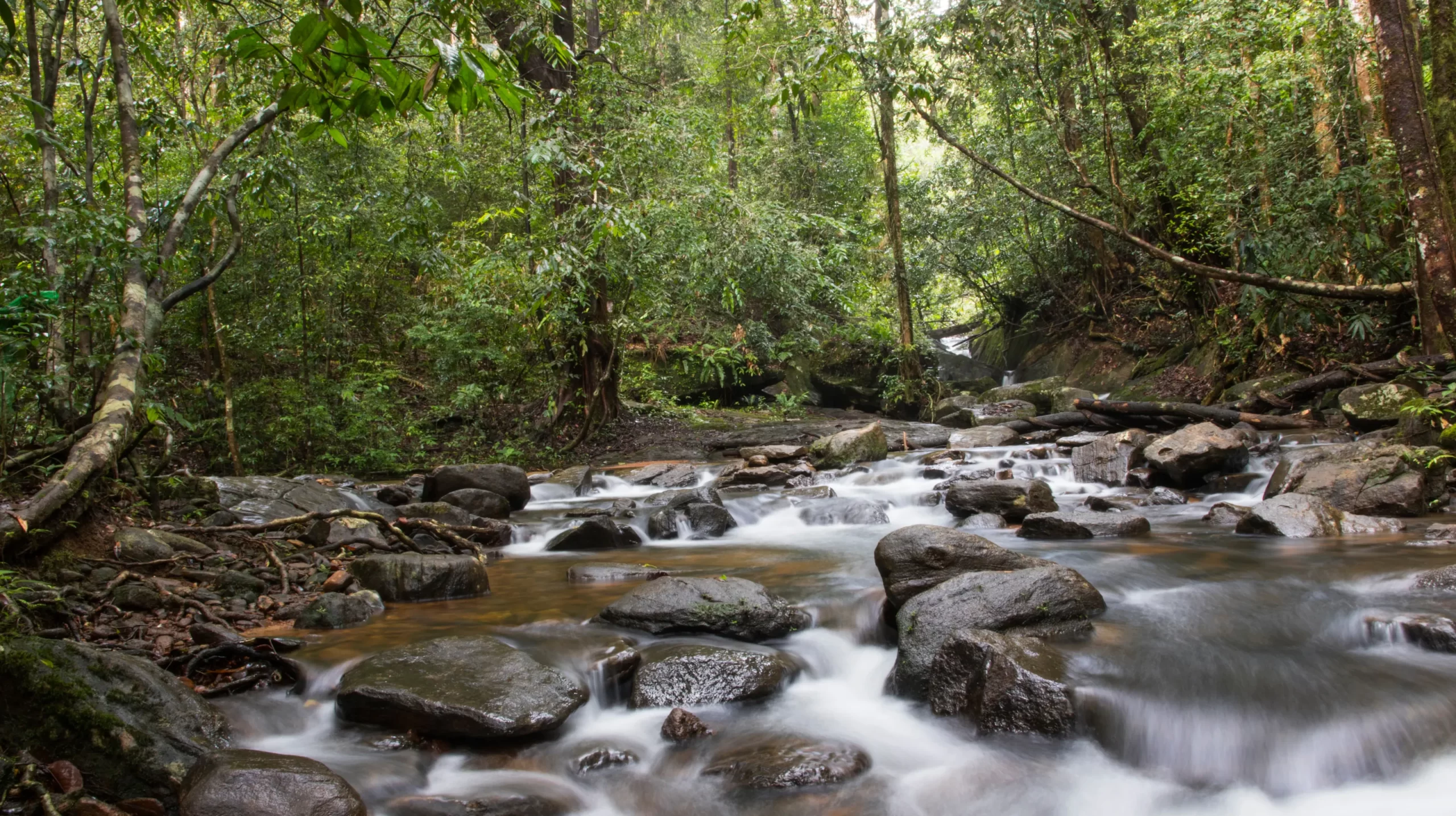Stream inside Sinharaja rain forest