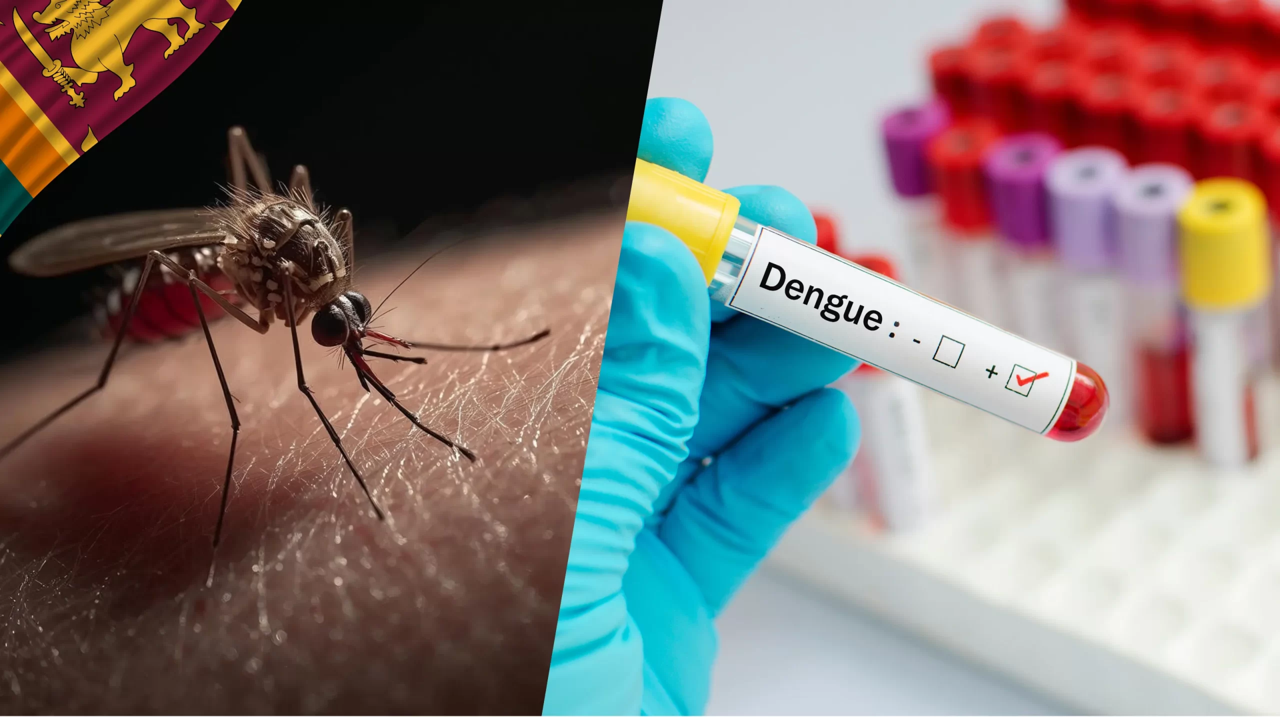 Mosquito Biting Human Skin Macro Shot and Blood sample with dengue