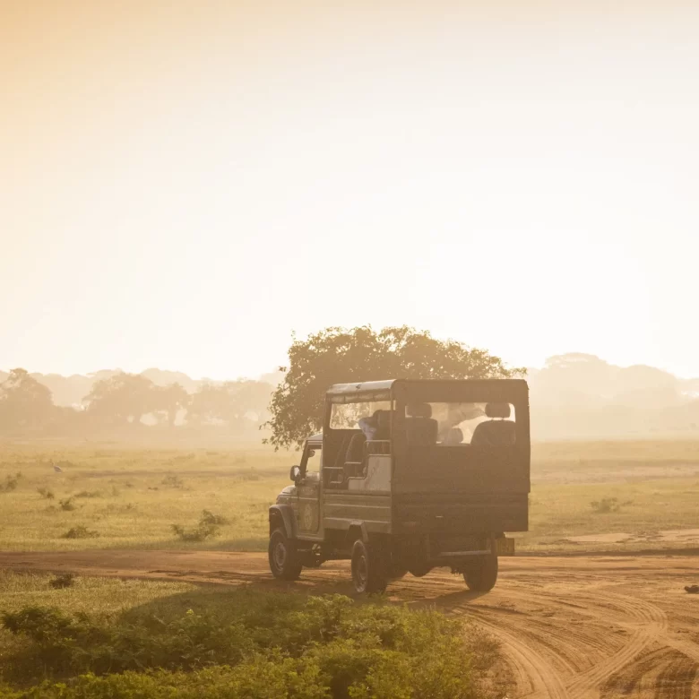 Yala National Park Safari
